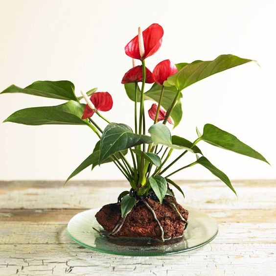 Hoa hong mon top 30 cay canh phong thuy co y nghia cuc tot nguoi trong khong nen bo qua