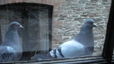 Chim bồ câu rình rập bên cửa sổ phòng ngủ có thể làm phiền giấc ngủ của bạn nếu đầu của bạn ở ngay cạnh cửa sổ đó.