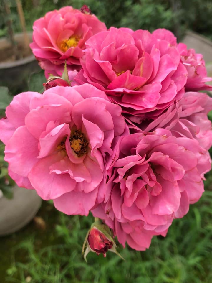 Hoa hồng Aoi