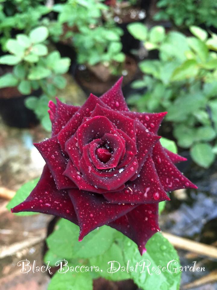 Hoa hồng Black Baccara