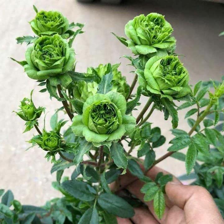 Hoa hồng Jane Green rose