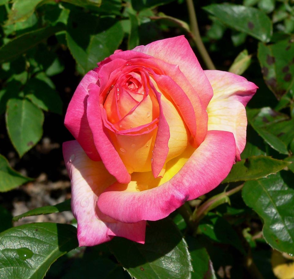 TOP 5 LOẠI HOA HỒNG ĐỘC VÀ LẠ NHẤT Hoa hồng Rosa asagumo