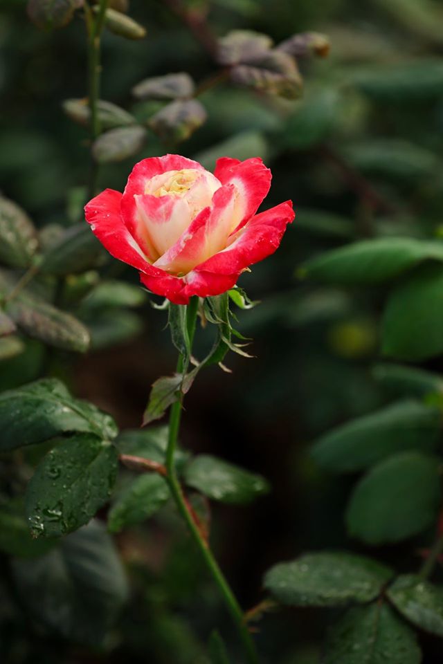 Hoa hồng Rosa asagumo