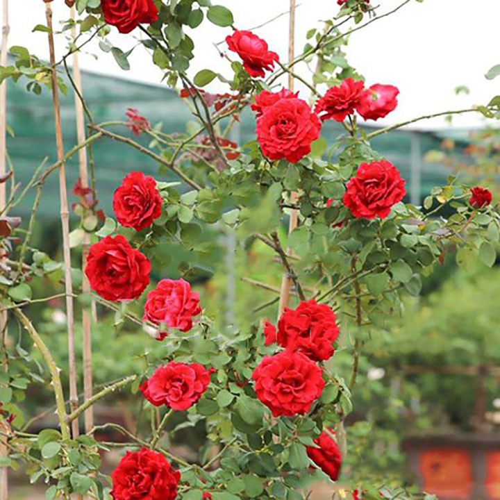 Top 9 loại hoa hồng leo dễ trồng và chăm sóc nhất - 1