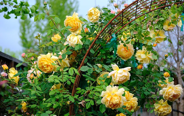 Hoa hồng Golden Celebration Rose