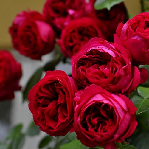 Hoa hồng Red Eden