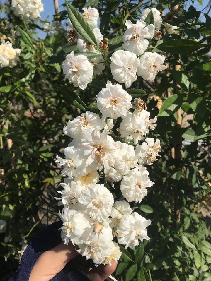 Hoa hồng leo Ngỗng tuyết (Snow Goose rose)