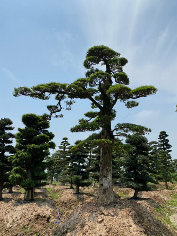Hình 3: Vạn niên tùng làm cây cảnh trong sân vườn mang phong cách Nhật