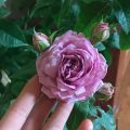 Hoa hồng ngoại Blue SkyRose. Cách trồng và chăm sócnnhư nào cho sai hoa và khoẻ mạnh?