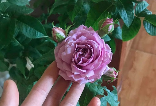 Hoa hồng ngoại Blue SkyRose. Cách trồng và chăm sócnnhư nào cho sai hoa và khoẻ mạnh?