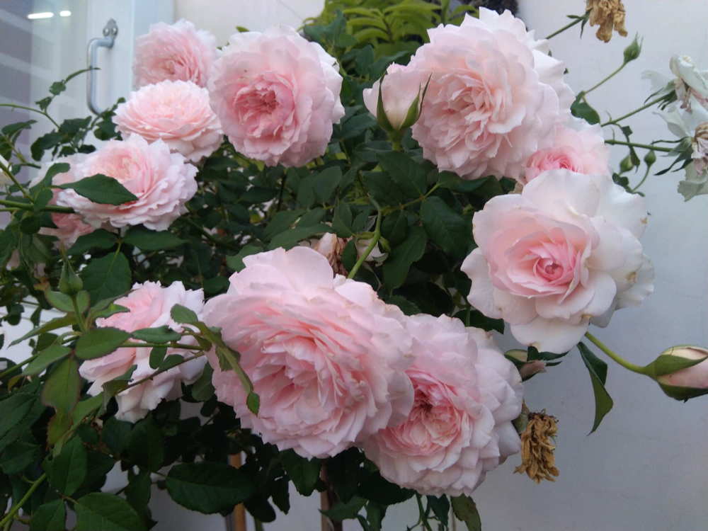 Hoa hồng ngoại Misaki Rose – Kỹ thuật trồng và chăm sóc đơn giản