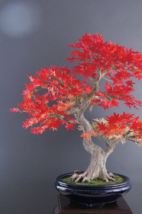 Top + 39 Mẫu cây BONSAI phong lá đỏ siêu đẹp trên thế giới -