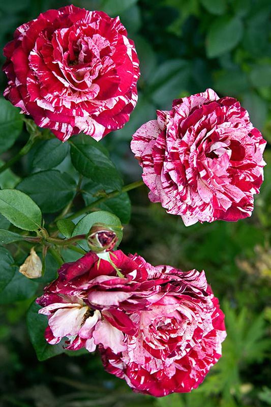 Hoa hồng ngoại Julio Iglesias - Hoa hồng Pháp sọc đỏ Siêu Đẹp