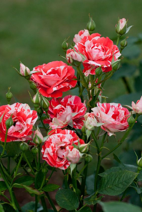 Hoa hồng ngoại Julio Iglesias - Hoa hồng Pháp sọc đỏ Siêu Đẹp
