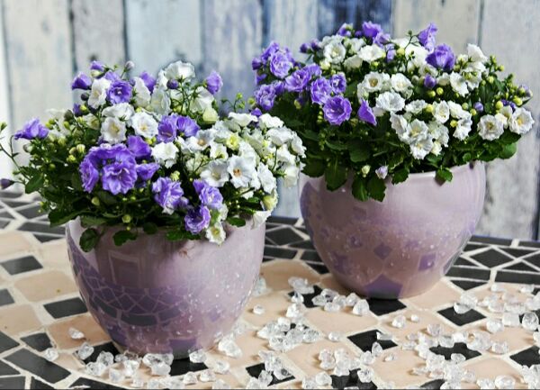 Những bông hoa và chậu hoa cúc trắng và xanh đang bổ sung cho nền.