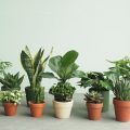 10 loại cây cảnh trồng trong nhà đem đến vượng khí, may mắn và thành công