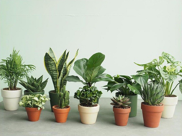 10 loại cây cảnh trồng trong nhà đem đến vượng khí, may mắn và thành công