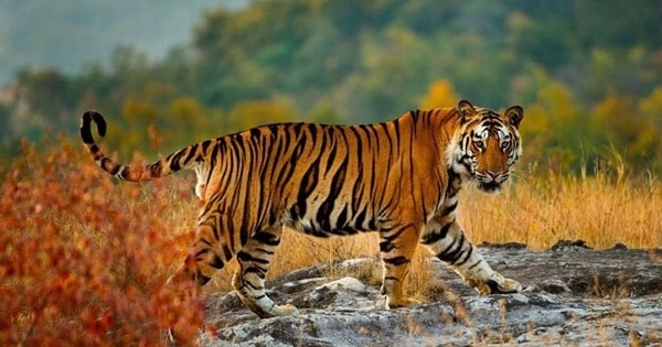 Nằm mơ thấy con hổ đang ở rất gần bạn có ý nghĩa gì?