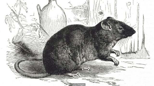 Nằm mơ thấy chuột đen có ý nghĩa gì?
