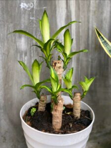 Thiết mộc lan sọc vàng