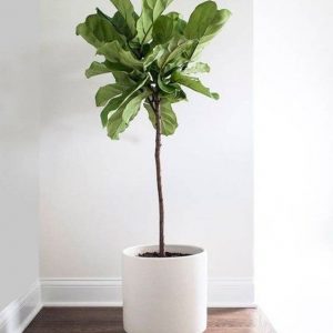 cay bang singapore 300x300 1