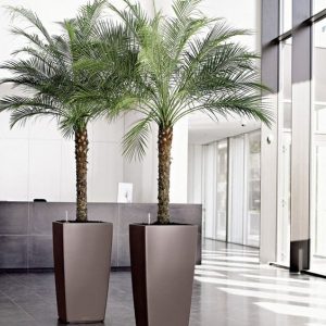 cay cha la 300x300 1