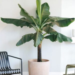 cay chuoi canh dep 300x300 1