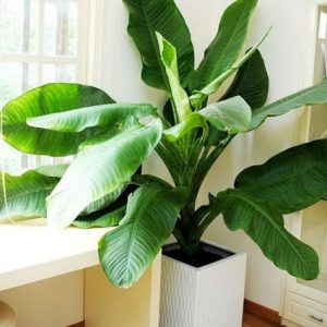 cay dai phu gia 300x300 1