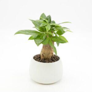 cay kim ngan hoptuoinao menh gi