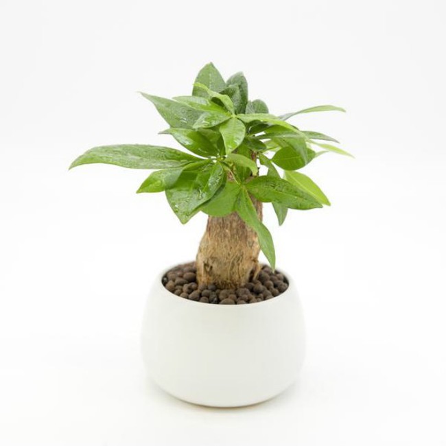 cay kim ngan hoptuoinao menh gi