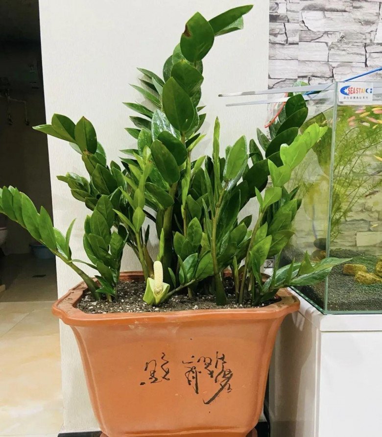 Cây Kim Tiền 8 Cây Kim Tiền - Ảnh 4