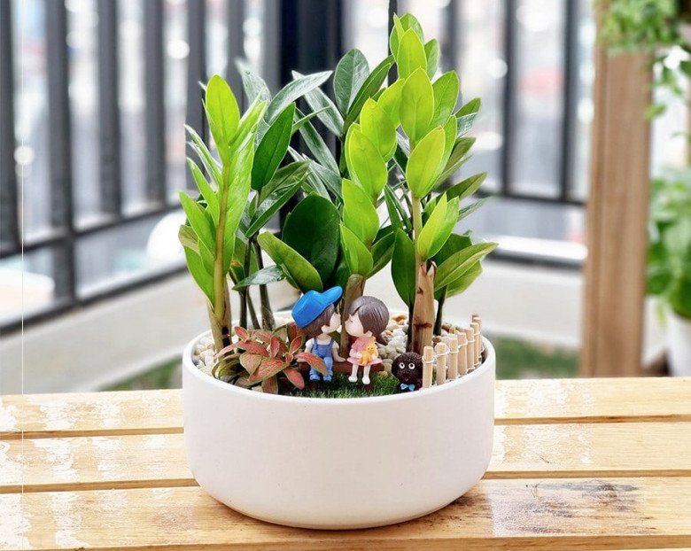 Cây Kim Tiền 7 Cây Kim Tiền - Ảnh 3