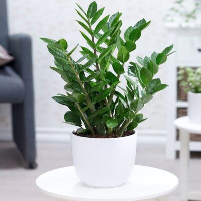 Cây Kim Tiền 10 Ý nghĩa cây Kim Tiền trong phong thủy