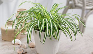 Cây lan bạch chỉ để bàn 