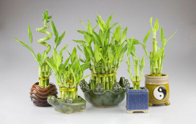 Cây phát lộc 2 thân biểu hiện cho tình yêu