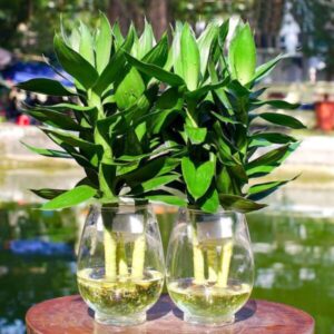 Cây phát lộc hợp tuổi gì? Mệnh Nào?