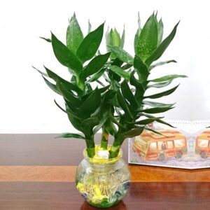 Ý nghĩa phong thủy cây Phát Lộc