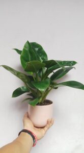 Cây đế vương xanh