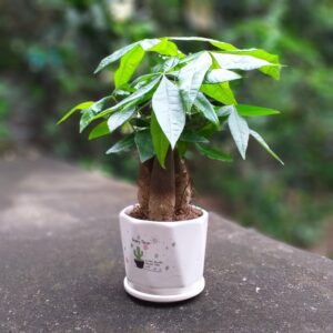 f2855d4ebd12849091aa01716de60c00