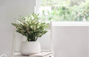 Cây ngọc ngân để bàn