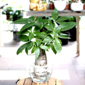 kim ngan thuy sinh 12