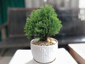 cây Tùng Bồng Lai