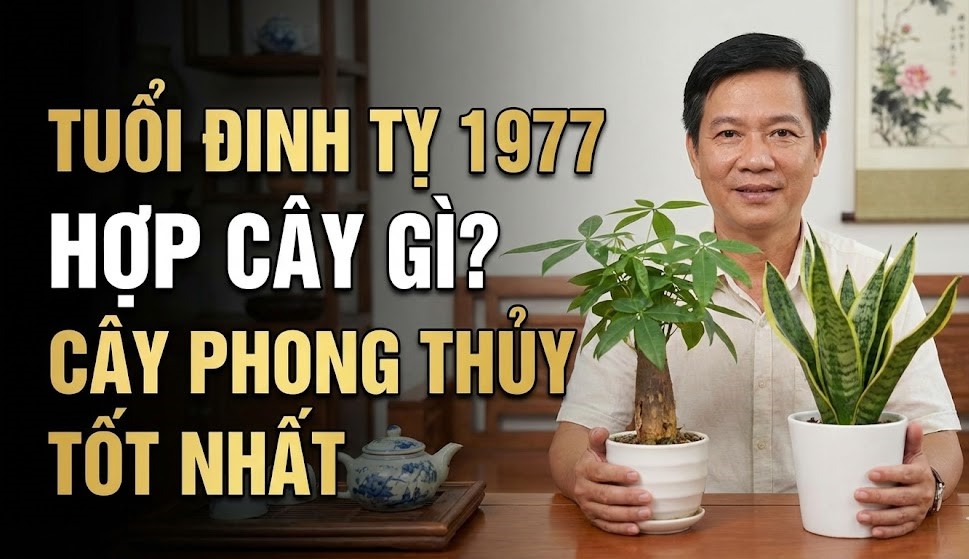 tuoi dinh ty 1977 hop voi cay gi trong cay gi hop phong thuy nhat