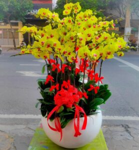 Lan hồ điệp (vàng)