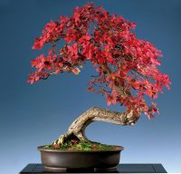 Ngũ hành phong thủy phân chia theo màu sắc 10 Bảng màu đặc trưng của người mệnh Hỏa